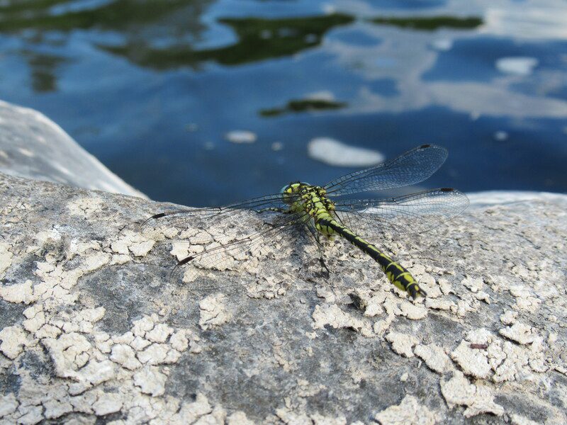 La libellule de Roc'N River. Cet insecte reflète les sports de pleine natures proposés à Roc'N River, au porte des Cévennes.